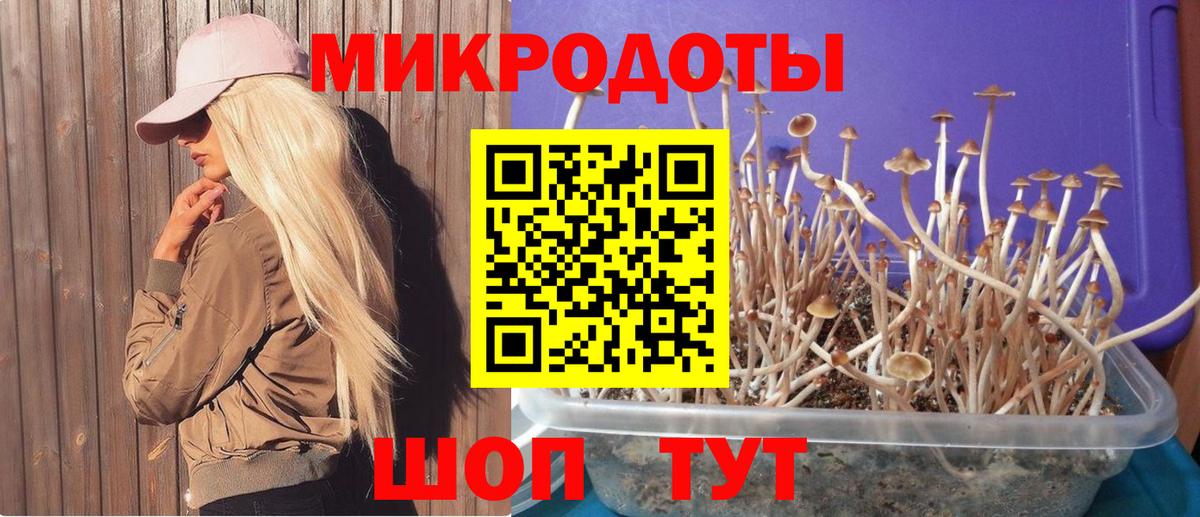 Новороссийск  Галлюциногенные грибы Psilocybine cubensis  хочу   Псилоцибиновые грибы мицелий  Вход с VPN 